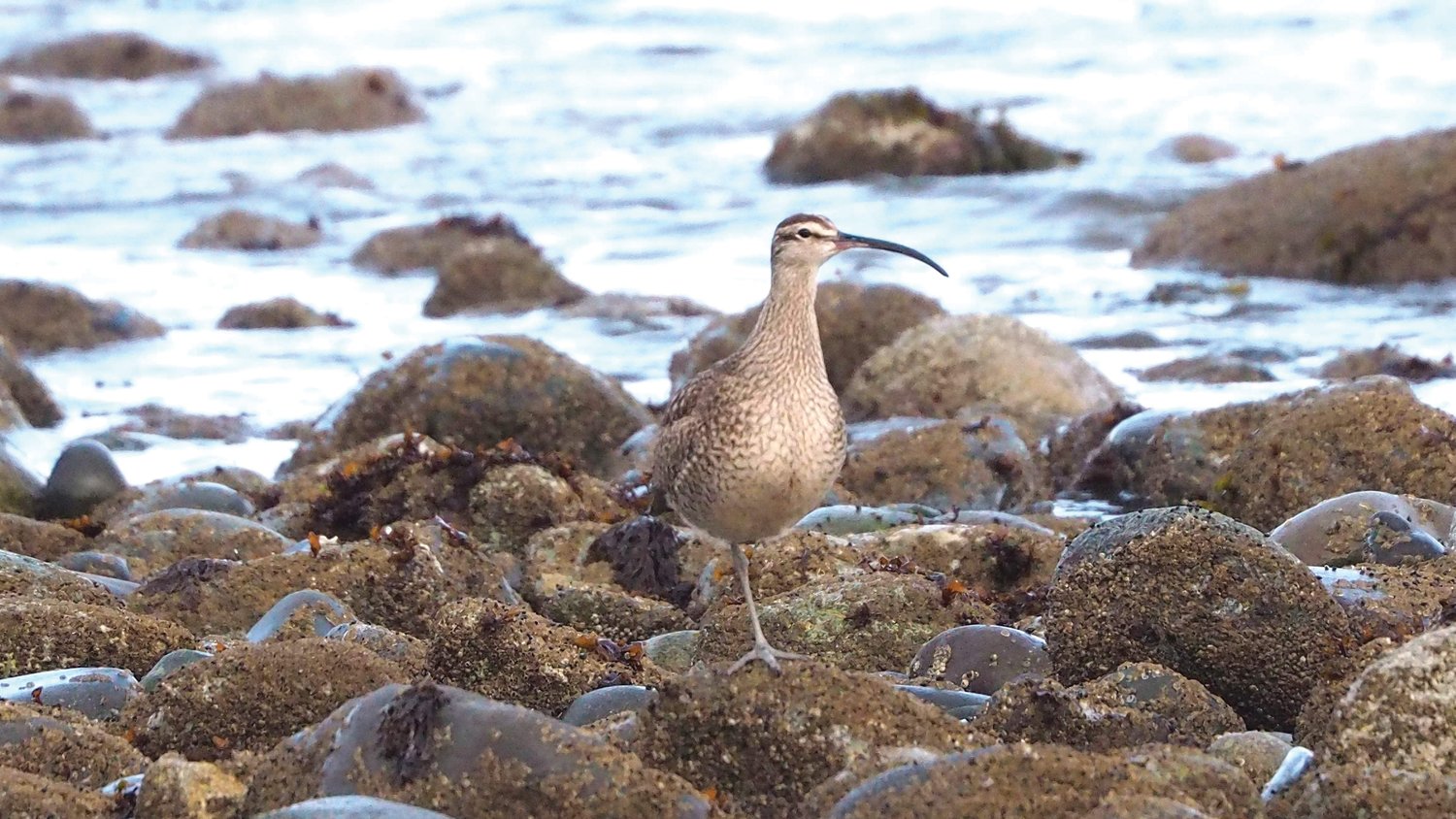 The Whimbrel is a large shorebird with a long, downcurved beak.